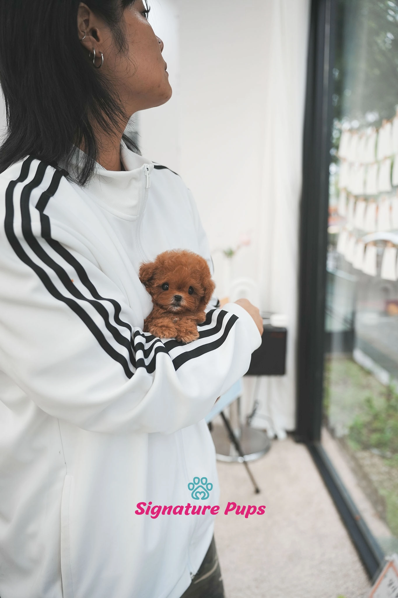 푸들, 이름 헨리