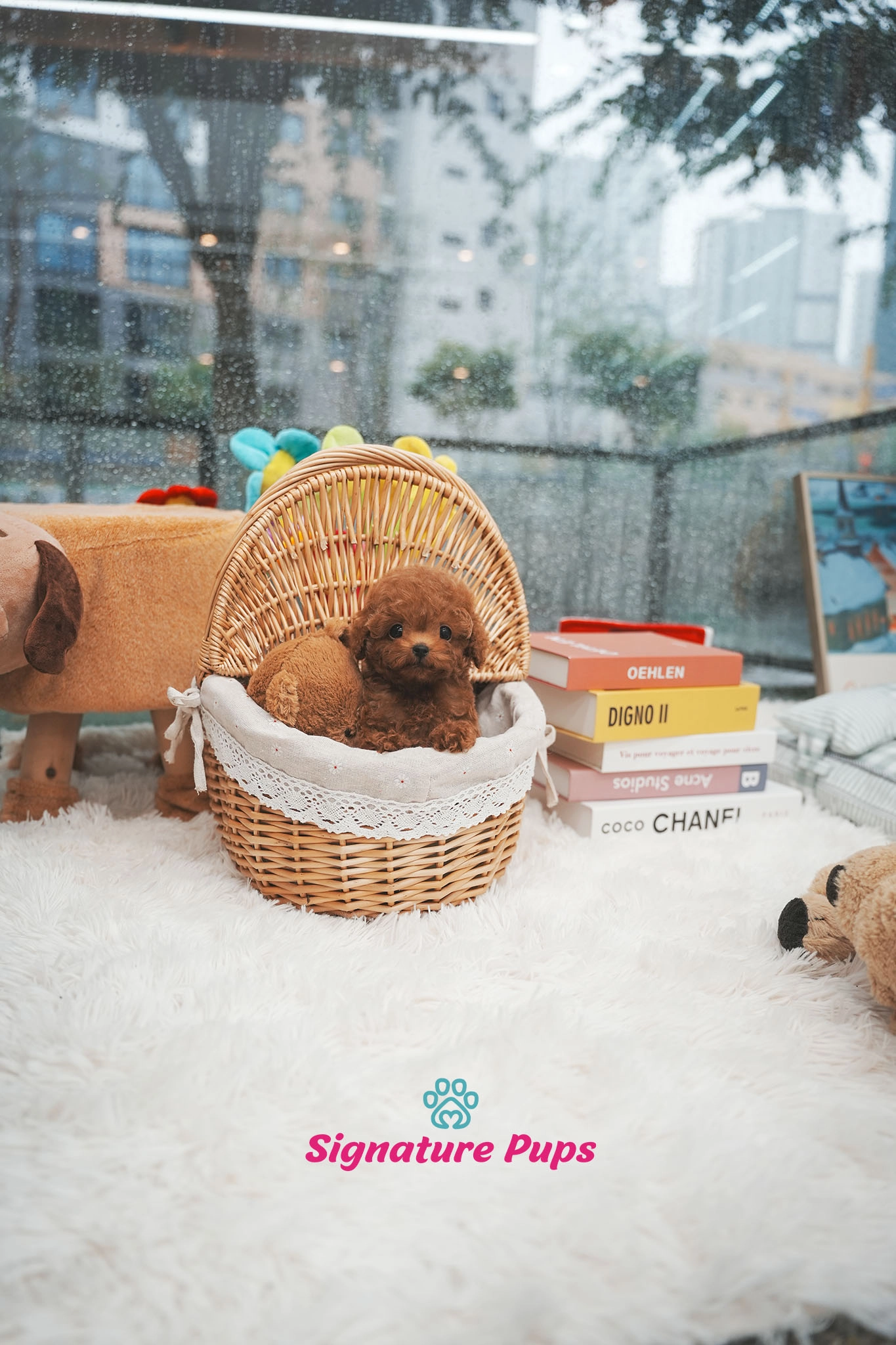 푸들, 이름 주노