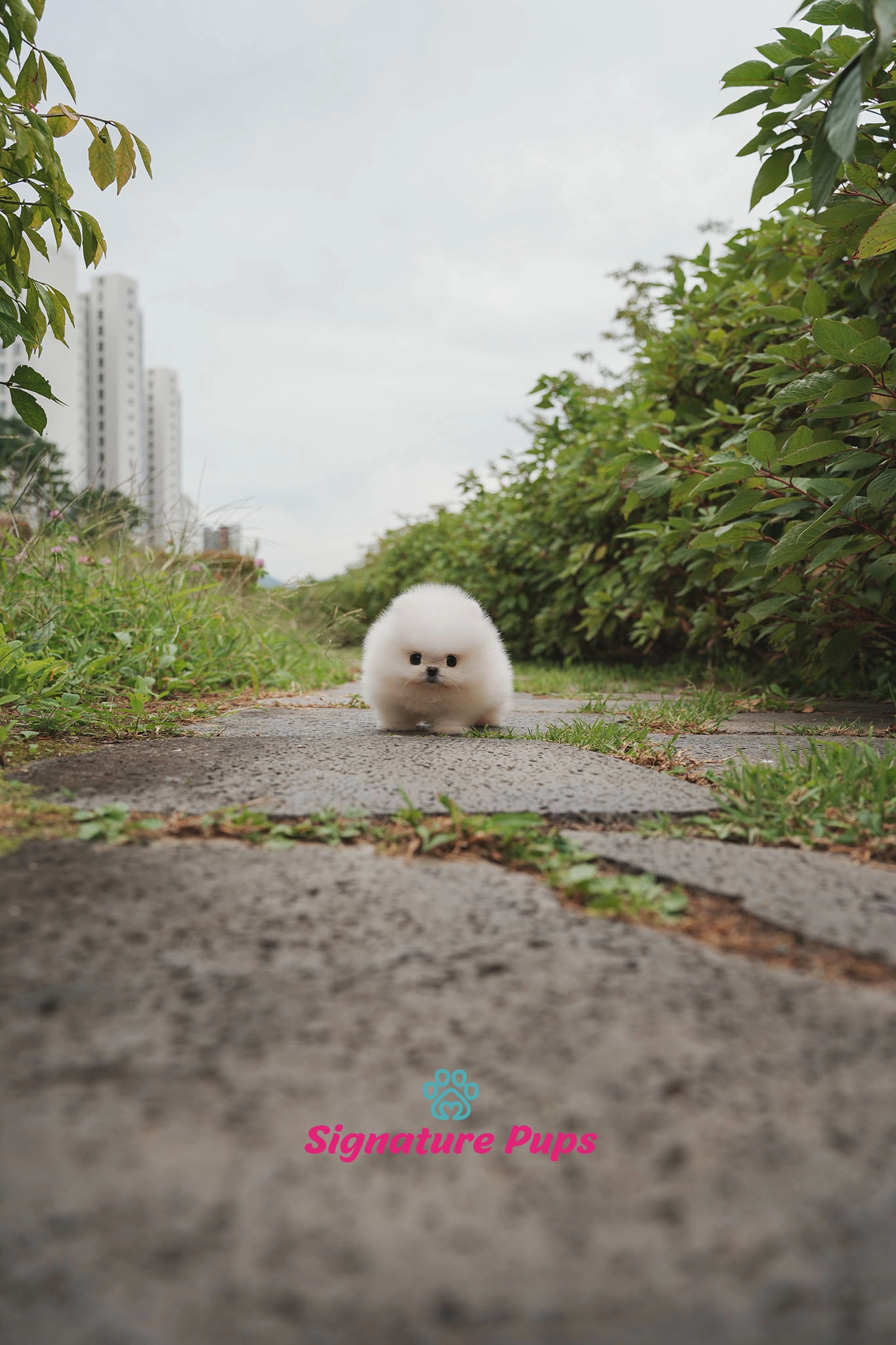 포메라니안, 이름 돌리