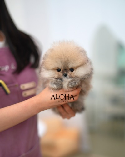 포메라니안, 이름 가비
