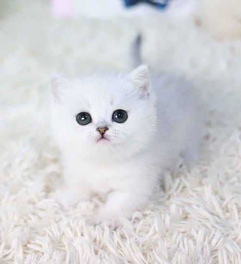 먼치킨, 이름 쥬리