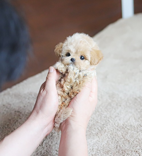 말티푸, 이름 미우