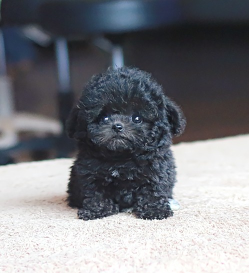 푸들, 이름 메이시