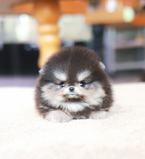 포메라니안, 이름 엔조