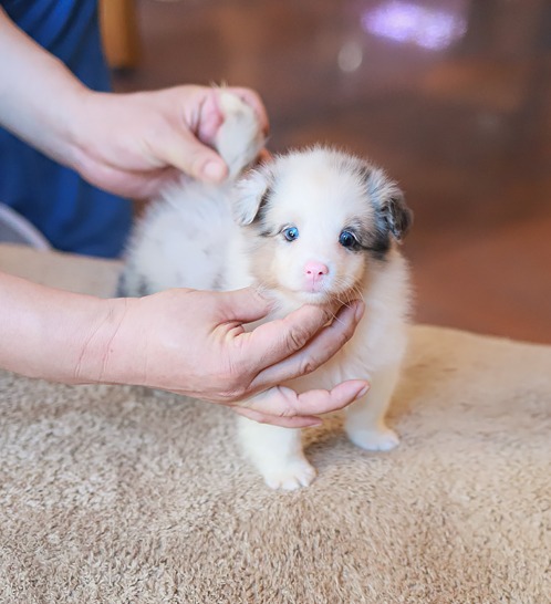 Shetland Sheepdog, 이름 이브