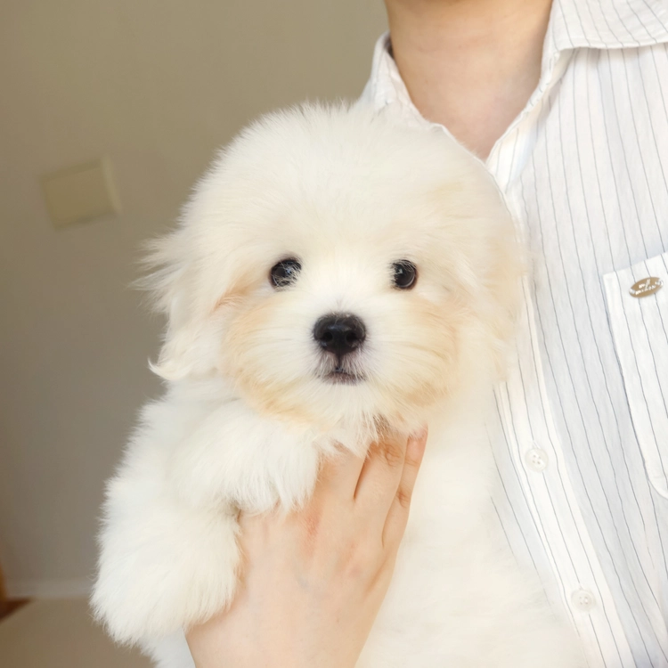 꼬똥드툴레아, 이름 망고