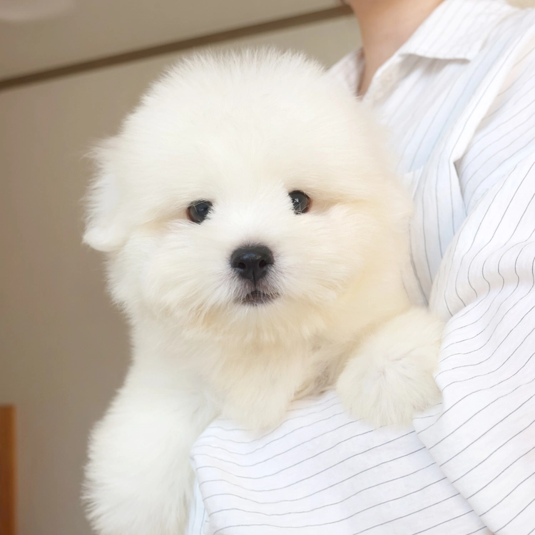 꼬똥드툴레아, 이름 해달이
