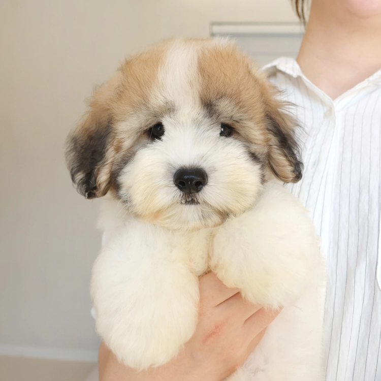꼬똥드툴레아, 이름 수달이