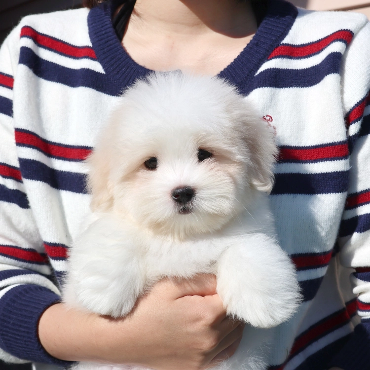 꼬똥드툴레아, 이름 Coton de Tulear -더지