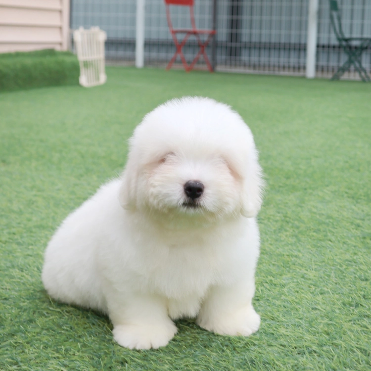 꼬똥드툴레아, 이름 Coton de Tulear -제트