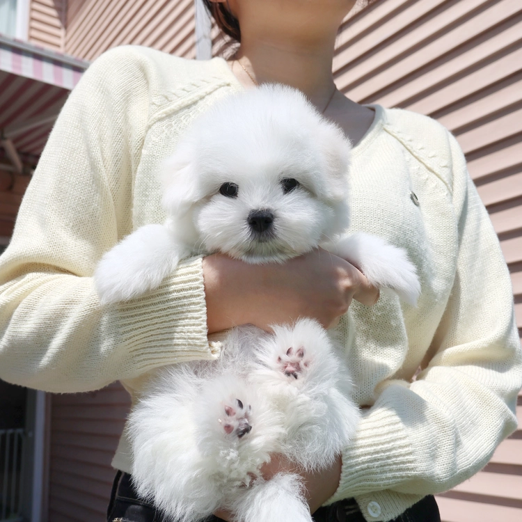 꼬똥드툴레아, 이름 곰이