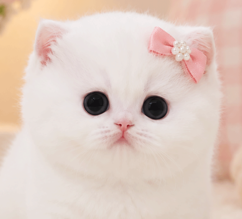 먼치킨, 이름 링링