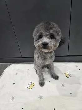 푸들