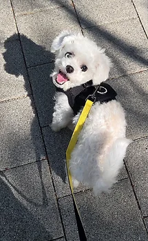 미니비숑