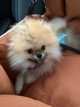 포메라니안