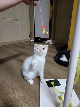 나폴레옹