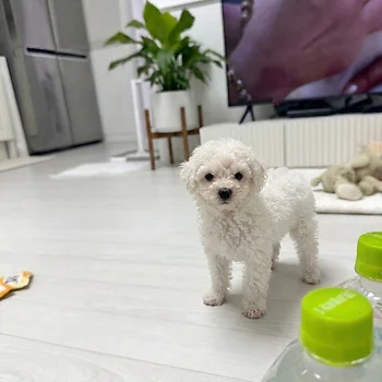 비숑프리제