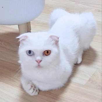 스코티쉬폴드