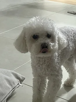 비숑프리제