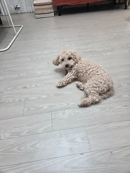 말티푸