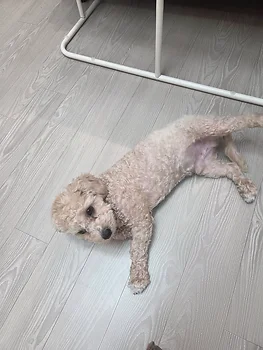 말티푸