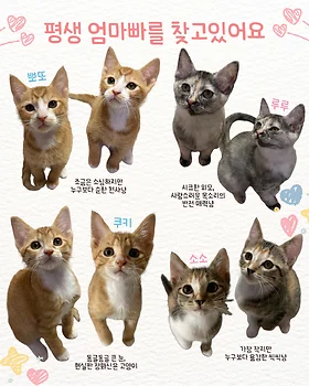 코리안숏헤어, 이름 한국 고양이