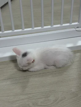 터키쉬 앙고라