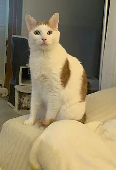 코리안숏헤어, 이름 한국 고양이