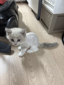랙돌, 이름 렉돌