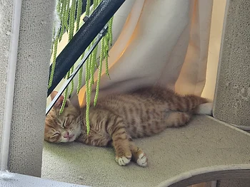 코리안숏헤어, 이름 한국 고양이