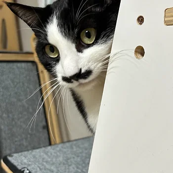 코리안숏헤어, 이름 한국 고양이