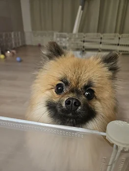 포메라니안