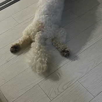 비숑프리제