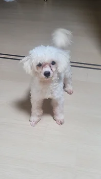 비숑프리제