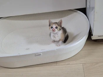 코리안숏헤어, 이름 한국 고양이