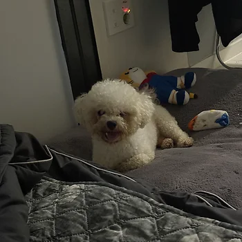 비숑프리제