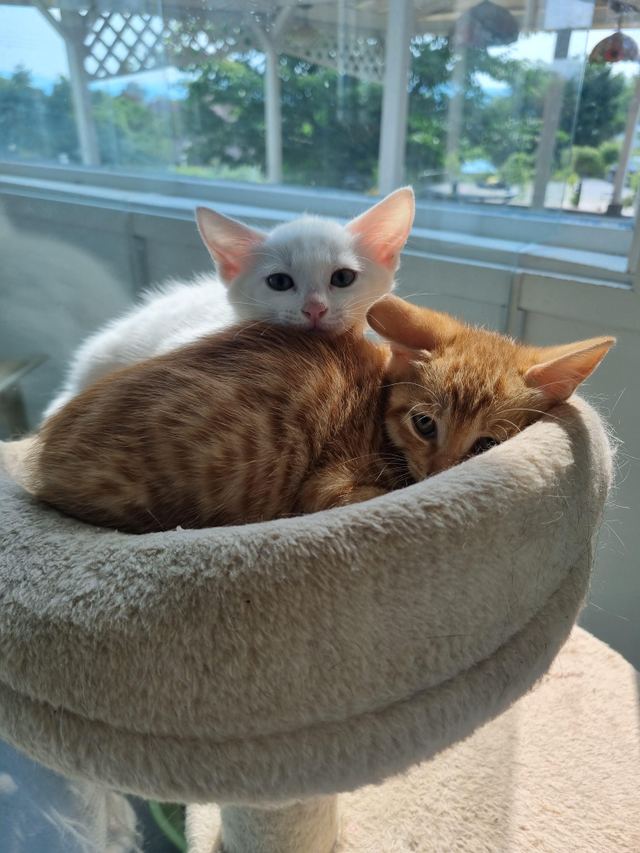 코리안숏헤어, 이름 일일호박,일이호박