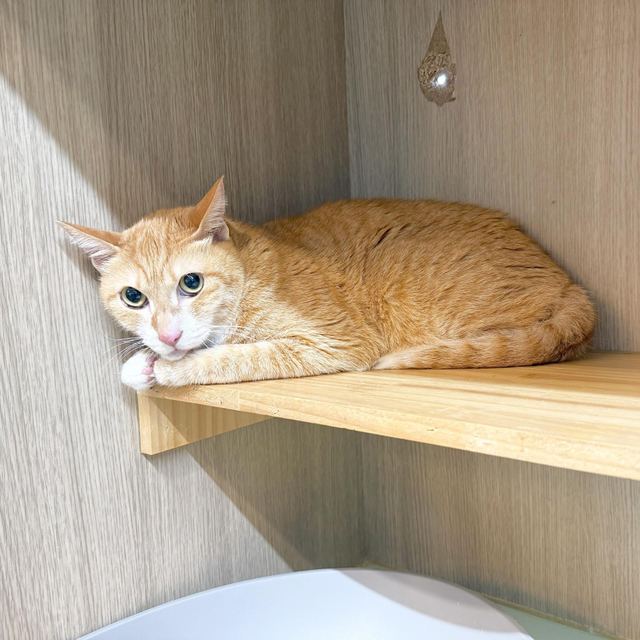 코리안숏헤어, 이름 루이