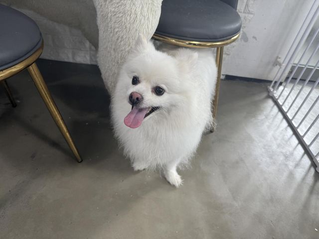 폼피츠, 이름 앙금이