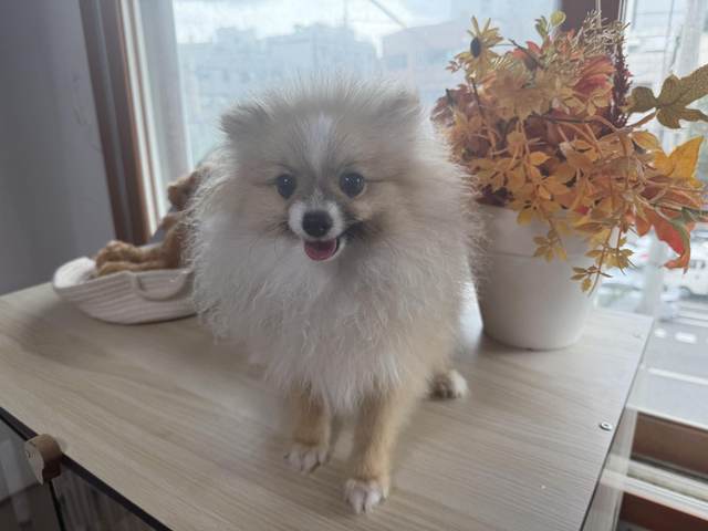 포메라니안, 이름 카카
