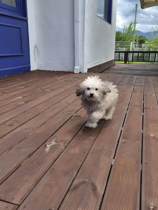 푸들, 이름 테라