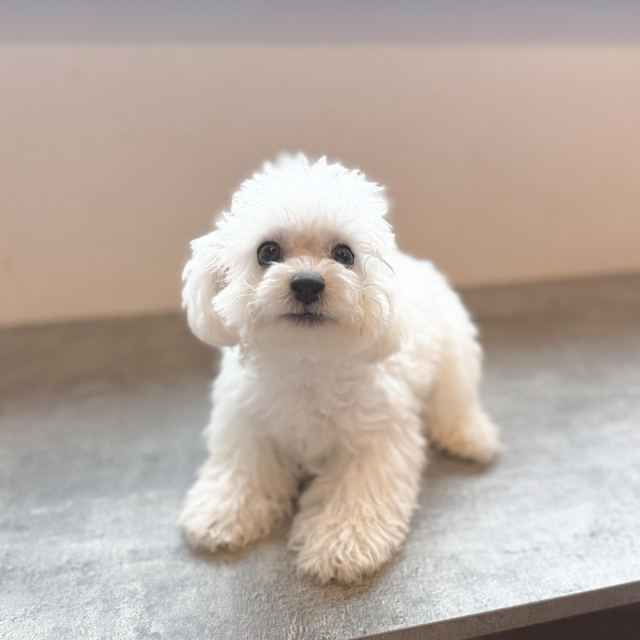 비숑프리제, 이름 솜이