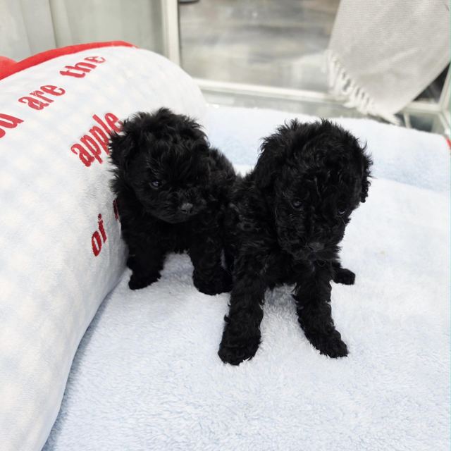 푸들, 이름 콩이 송이
