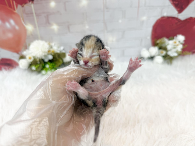 코리안숏헤어, 이름 냥이