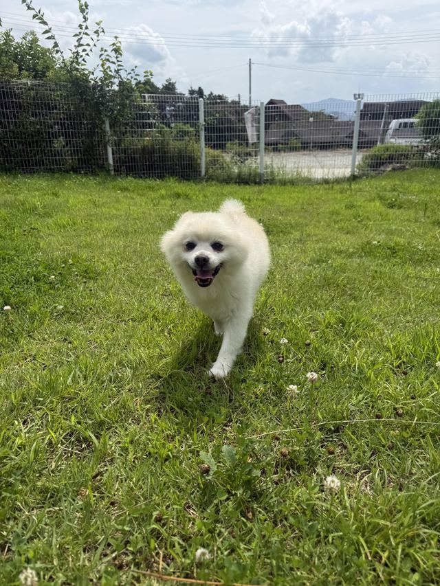 폼피츠, 이름 이오