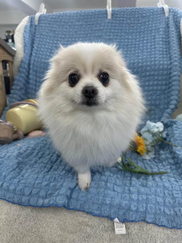 포메라니안, 이름 구름이
