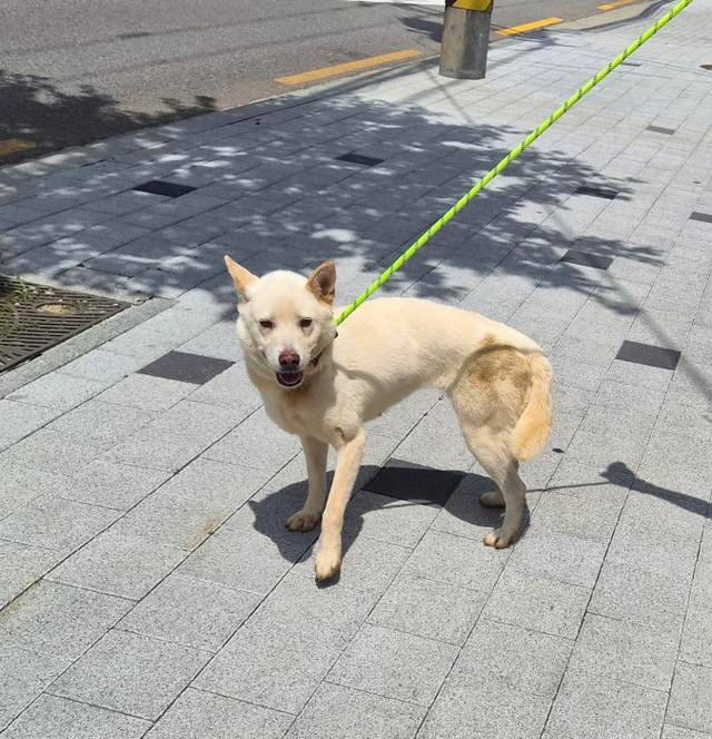 진도믹스, 이름 봉순이