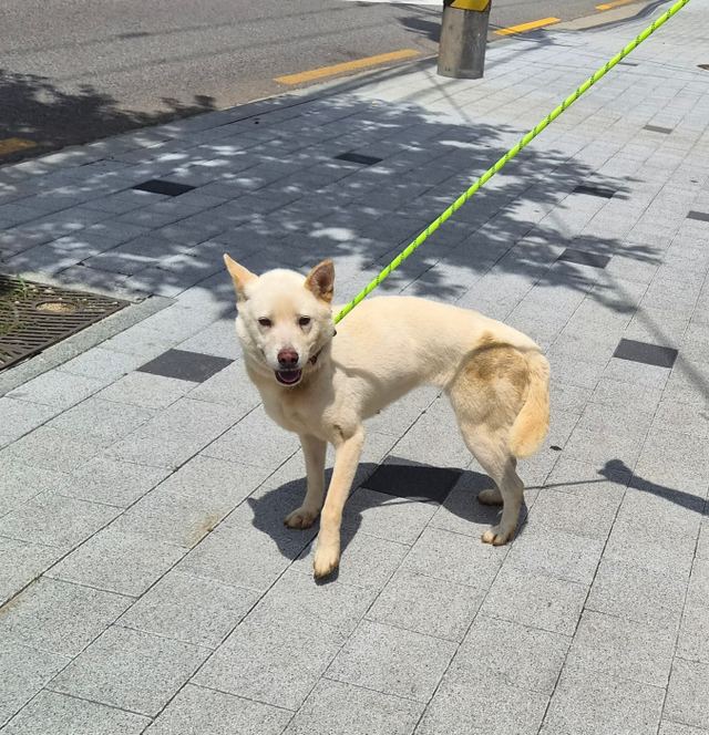 진도믹스, 이름 봉순이