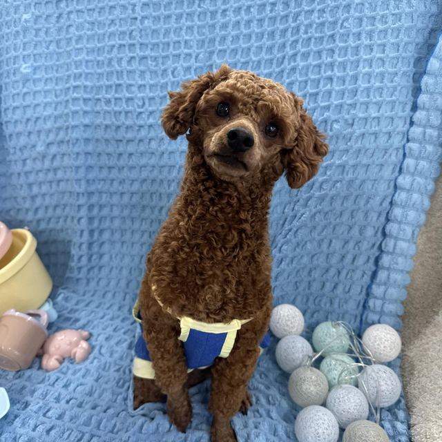 푸들, 이름 밤톨이