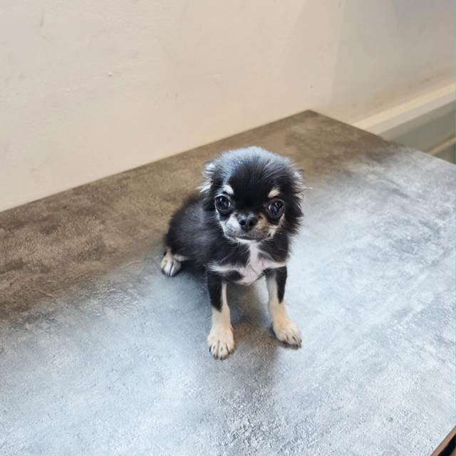 치와와, 이름 제리
